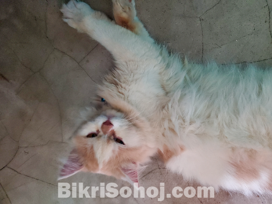 Chailo persian cat